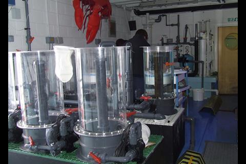 Aquahives developed to hold circular trays of young lobsters stacked like CD's in a plastic container